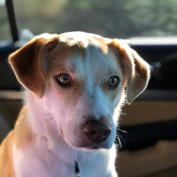 Meet your Posher, Macey - Picture 1 of 1